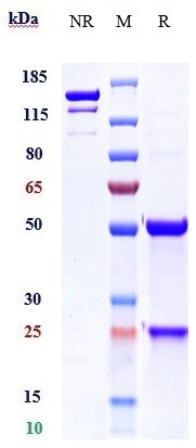 1 - Anti-TMEFF2 Reference Antibody (Janssen patent anti-TMEFF2) APR11050