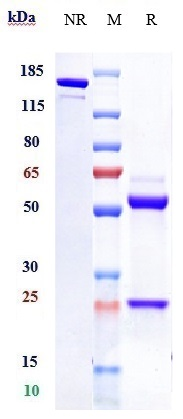 1 - Anti-TROP2 Reference Antibody (Sacituzumab-MMAE) APR11066