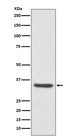 1 - LYVE1 Antibody AP91068