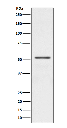 1 - Parkin Antibody AP91072