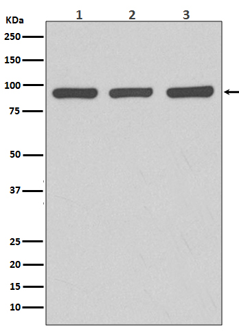 1 - Argonaute 2 Antibody AP91083