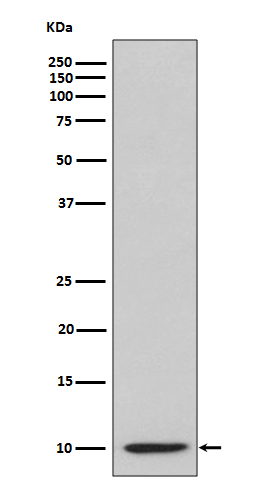 1 - IP10 Antibody AP91180