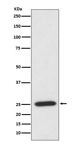 1 - PRDX6 Antibody AP91214