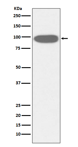 1 - GRP94 Antibody AP91229