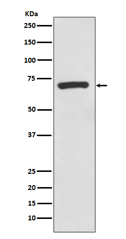 1 - CD73 Antibody AP91243