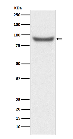1 - XRCC1 Antibody AP91250
