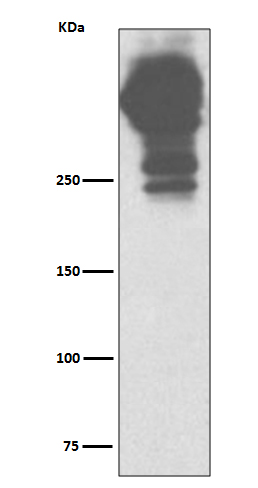1 - MUC5AC Antibody AP91256