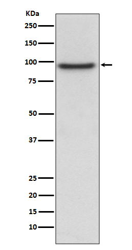 1 - PROX1 Antibody AP91272