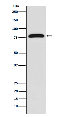 1 - TGM2 Antibody AP91301