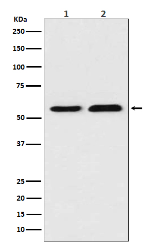 1 - TXNRD1 Antibody AP91399