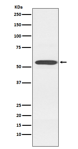 1 - Cytochrome P450 2D6 Antibody AP91528
