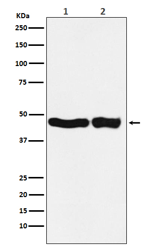 1 - UQCRC2 Antibody  AP91539