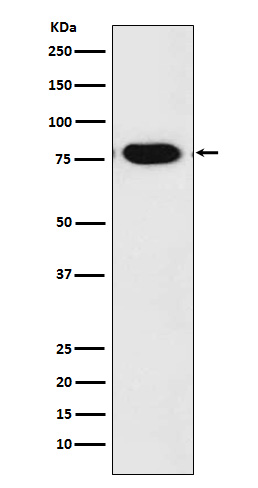 1 - c-Rel Antibody  AP91561