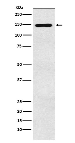 1 - MYBBP1A Antibody AP91616