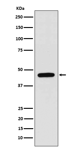 1 - WIPI1 Antibody AP91665