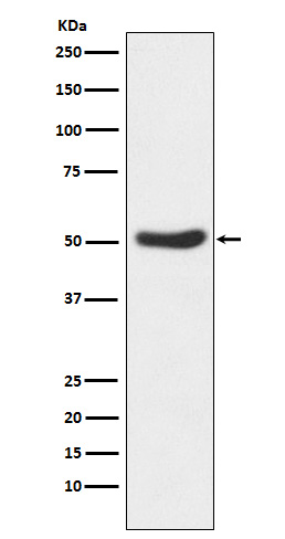 1 - GSK3 alpha Antibody AP91685