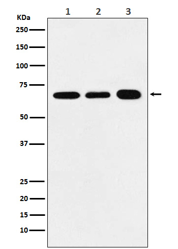 1 - P70 S6 Kinase alpha Antibody AP91751