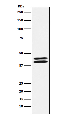1 - PON2 Antibody AP91793