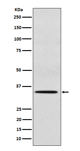 1 - SULT2A1 Antibody AP91808