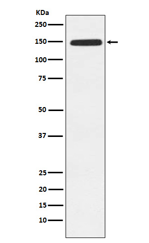 1 - Xanthine Oxidase Antibody AP91900