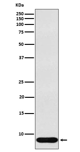 1 - beta Defensin 1 Antibody AP91963
