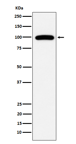 1 - CD10 Antibody AP92065