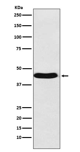 1 - BMP6 Antibody AP92149