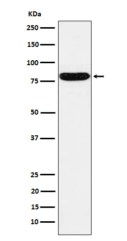 1 - HSF1 Antibody AP92154