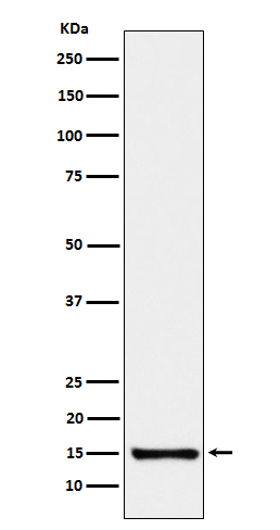 1 - SAA4 Antibody AP92178
