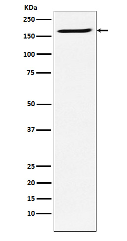 1 - SMC4 Antibody AP92234
