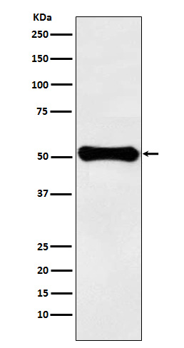 1 - GLUD1 Antibody AP92430
