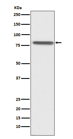 1 - PSAP Antibody AP92432