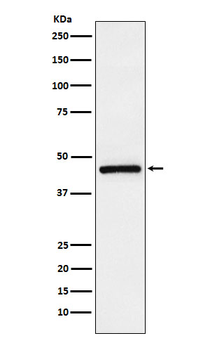 1 - TMEFF2 Antibody AP92449