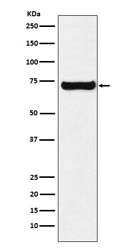 1 - SESN1 Antibody AP92464