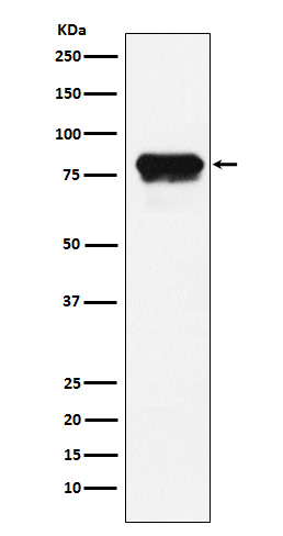 1 - PLTP Antibody AP92472