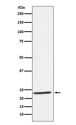 1 - IL32 Antibody AP92580