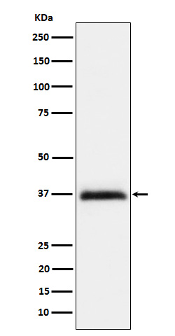 1 - RGMA Antibody AP92716