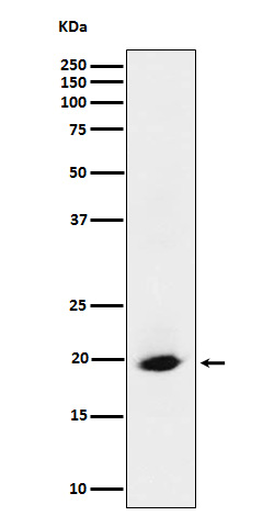 1 - SRP19 Antibody AP92740