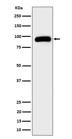 1 - TRPV5 Antibody AP92795