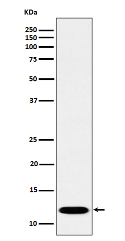 1 - PCBD1 Antibody AP92808