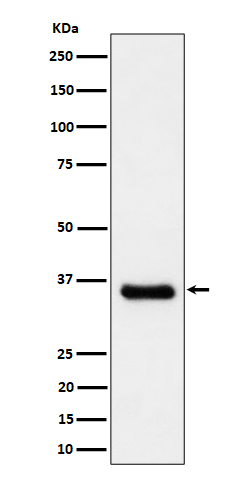 1 - Cyclin H/p34 Antibody AP92853