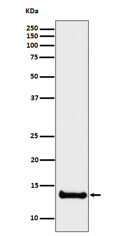 1 - Cystatin B Antibody AP92863