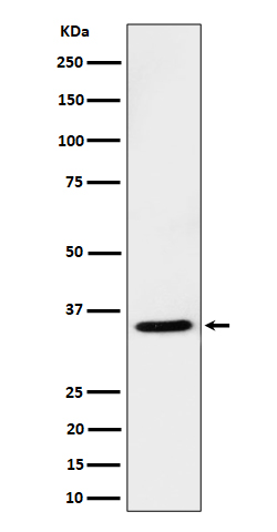 1 - USF1 Antibody AP92896