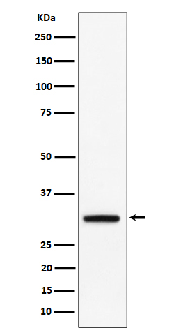 1 - PLSCR3 Antibody AP92917