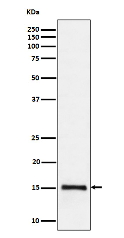1 - Histone H3 (di methyl K79) Antibody AP93188