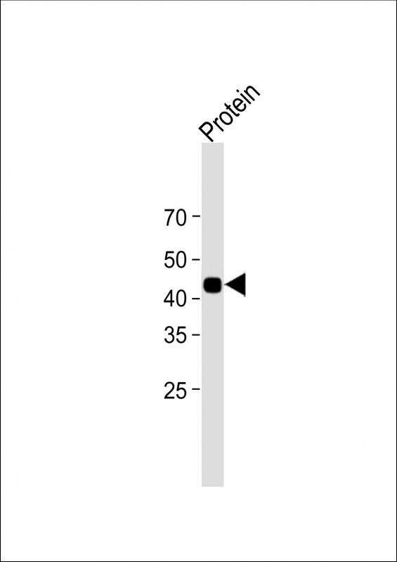 1 - STREP II TAG Antibody AM8623b