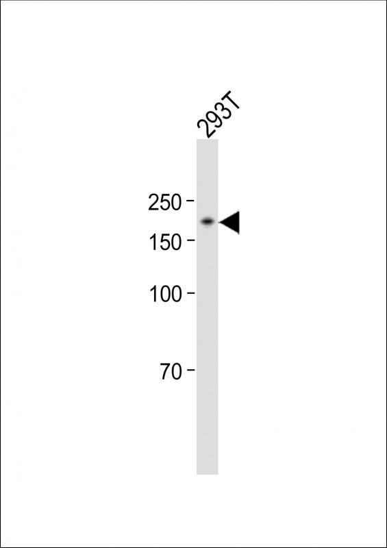 1 - RB1CC1 Antibody (Center) AP11791c