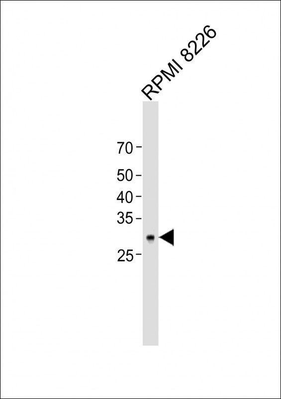 1 - HKLK3 Antibody (C234) AM2088b