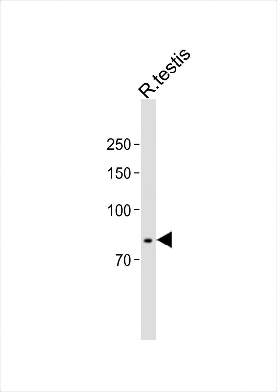 1 - WDR48 Antibody (C-term) AP10505b