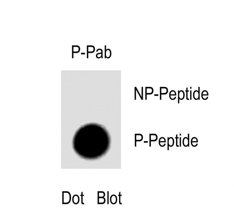 1 - Phospho-MEK1(S222) Antibody AP3612a